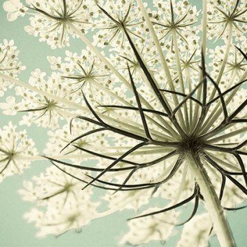 Queen Anne's Lace (2015)